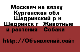 Москвич на вязку - Курганская обл., Шадринский р-н, Шадринск г. Животные и растения » Собаки   